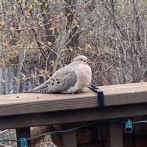 Meet your Posher, Rose